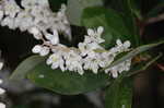 Buckwheat tree <BR>Black titi